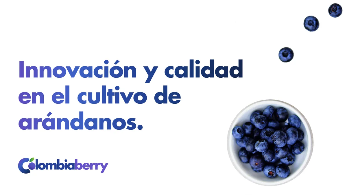 Innovación y calidad en el cultivo de arándanos